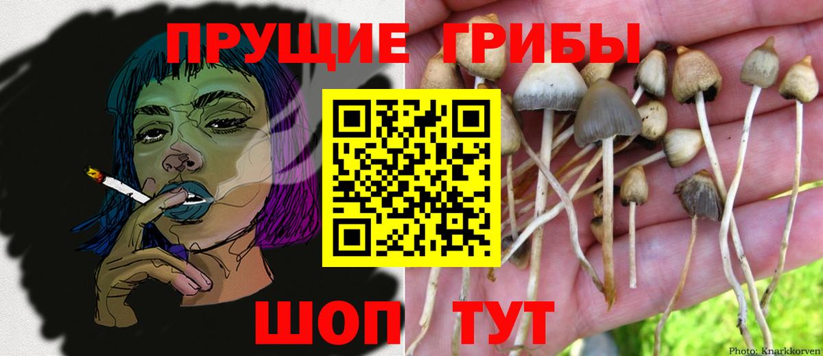Галлюциногенные грибы Cubensis Славгород